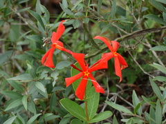Mandevilla coccinea