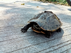 Malayemys macrocephala