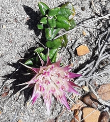 Macledium latifolium