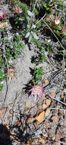Image of Macledium latifolium by (c) Eugene Hahndiek, some rights reserved (CC BY-SA)