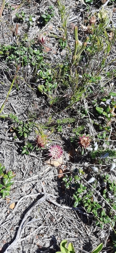 Image of Macledium latifolium by (c) Eugene Hahndiek, some rights reserved (CC BY-SA)