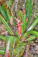 Hohenbergiopsis guatemalensis