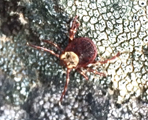 Rocky Mountain Wood Tick photo 5