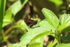 Thargella evansi