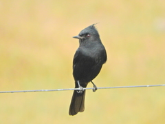 Knipolegus lophotes