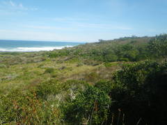 Myosotis afropalustris