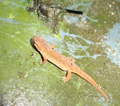 Lissotriton helveticus