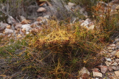 Cuscuta angulata