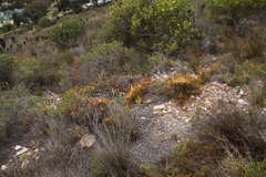Cuscuta angulata