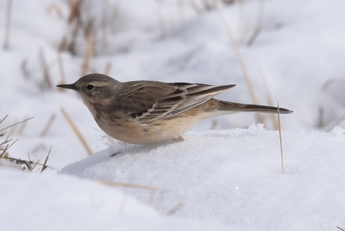 Pipit spioncelle