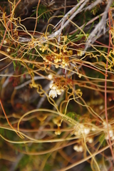 Cuscuta angulata