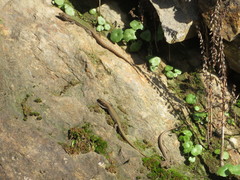 Podarcis bocagei