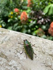 Psiloptera attenuata