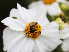 Campiglossa sororcula