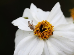 Campiglossa sororcula