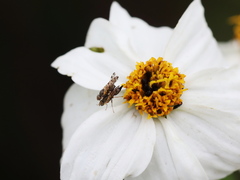 Campiglossa sororcula