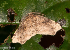 Achrosis rondelaria