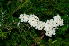 Ozothamnus secundiflorus
