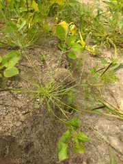 Sporobolus alopecuroides