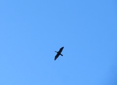 Phalacrocorax carbo