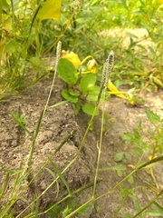 Sporobolus alopecuroides