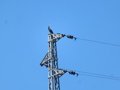 Phalacrocorax carbo