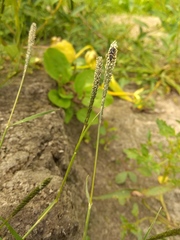 Sporobolus alopecuroides