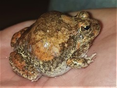 Tomopterna marmorata