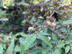 Rubus linearifoliolus