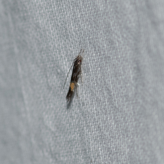 Cosmopterix macrula