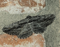 Iridopsis obliquaria