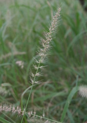 Setaria dielsii