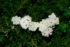 Ozothamnus secundiflorus