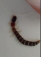 Parainocellia bicolor