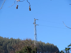 Phalacrocorax carbo