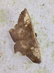 Paragonia cruraria