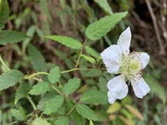 Rubus linearifoliolus