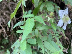 Rubus linearifoliolus