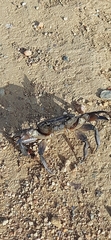 Potamonautes barnardi