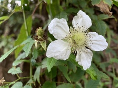 Rubus linearifoliolus