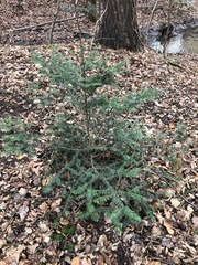 Taxus baccata