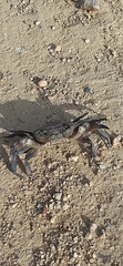 Potamonautes barnardi
