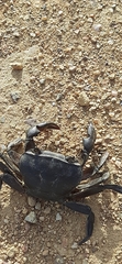 Potamonautes barnardi