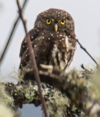 Glaucidium jardinii