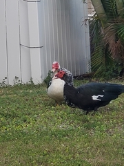 Cairina moschata domestica