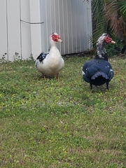 Cairina moschata domestica