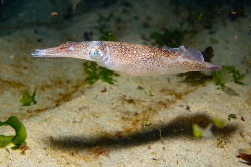 Roper Inshore Squid