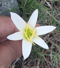 Zephyranthes mesochloa