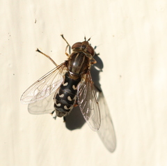 Anasimyia contracta