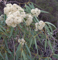 Corymbia opaca